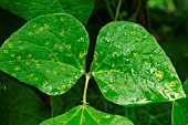 HALO BLIGHT ON RUNNER BEAN LEAF