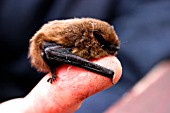 PIPESTRELLE BAT ON FINGER