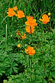 TROLLIUS CHINENSIS (LEDEBOURII)