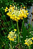 PRIMULA FLORINDAE (GIANT OR HIMALAYAN COWSLIP)