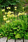 PRIMULA FLORINDAE (GIANT OR HIMALAYAN COWSLIP)