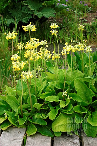 PRIMULA_FLORINDAE_GIANT_OR_HIMALAYAN_COWSLIP