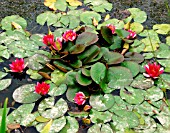 NYMPHAEA LAYDEKERI PURPURATA (WATER LILY)