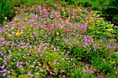 BOG GARDEN