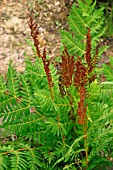 OSMUNDA REGALIS (ROYAL FERN)