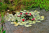 NYMPHAEA LAYDEKERI PURPURATA (WATER LILY)