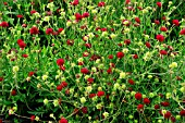 SCABIOSA RUMELICA, (KNAUTIA MACEDONICA)