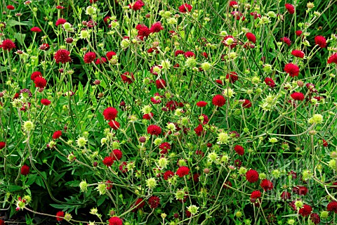 SCABIOSA_RUMELICA_KNAUTIA_MACEDONICA