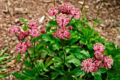 ASTRANTIA MAJOR (RED FORM)