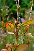 LICHEN ON SHRUB