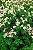 ASTRANTIA MAJOR (WHITE FORM)