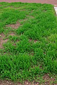 VICIA PANNONICA (HUNGARIAN RYEGRASS)