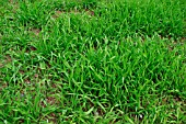 VICIA PANNONICA (HUNGARIAN RYEGRASS)