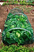 CABBAGES GROWING UNDER NET