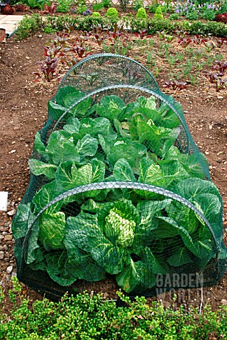 CABBAGES_GROWING_UNDER_NET