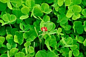 CRIMSON CLOVER (TRIFOLIUM INCARNATIUM)