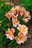 ALSTROEMERIA PRINCESS MONICA