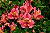 ALSTROEMERIA PRINCESS SISSI