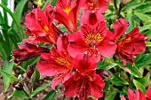 ALSTROEMERIA PRINCESS LEYLA