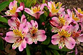 ALSTROEMERIA LITTLE MISS ROSANNA