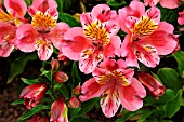 ALSTROEMERIA PRINCESS STEPHANIE