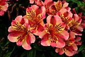 ALSTROEMERIA PRINCESS PAOLA