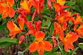 ALSTROEMERIA FLAMING STAR