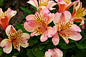 ALSTROEMERIA LITTLE MISS VERONICA