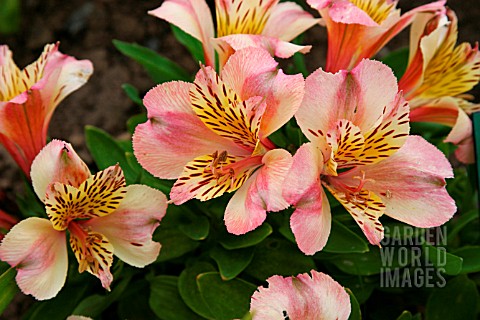 ALSTROEMERIA_LITTLE_MISS_VERONICA