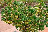 STANDARD GOOSEBERRY INVICTA (RIBES GROSSULARIA)