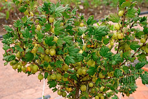 STANDARD_GOOSEBERRY_INVICTA_RIBES_GROSSULARIA