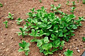 FIELD BEANS (VICIA FABIA) AS GREEN MANURE