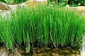 EQUISETUM FLUVIATILE  (WATER HORSETAIL)