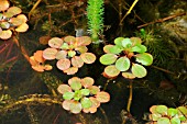 LUDWIGIA GRANDIFLORA