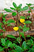 LUDWIGIA GRANDIFLORA