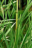 TYPHA LATIFOLIA VARIEGATA