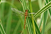 COMMON DARTER (FEMALE) SYMPETRUM STRIOLATUM