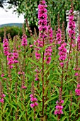 LYTHRUM SALICARIA (PURPLE LOOSETRIFE)