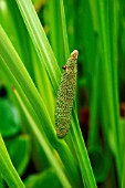 ACORUS CALAMUS (SWEET FLAG)