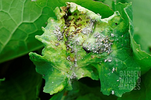 CABBAGE_APHID_ATTACK_ON_SWEDE_LEAVES