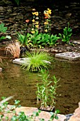 NEWLY PLANTED POOL