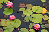 NYMPHAEA PERRYS PINK