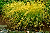 CAREX ELATA AUREA (BOWLES GOLDEN SEDGE)