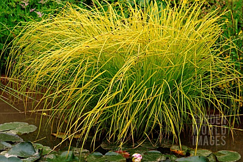 CAREX_ELATA_AUREA_BOWLES_GOLDEN_SEDGE