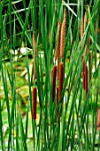 TYPHA LATIFOLIA