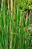 TYPHA LATIFOLIA