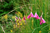 DIERAMA PULCHERRIMUM (ANGELS FISHING ROD)