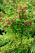 LEYCESTERIA FORMOSA