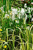 ERIOPHORUM (COTTON GRASS)