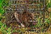 BROWN RAT IN TRAP
